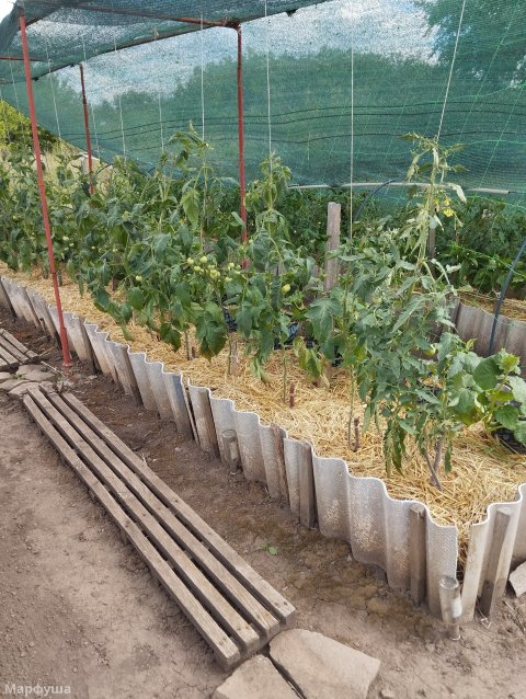 Продам дачный участок СНТ ОЗЕРНОЕ