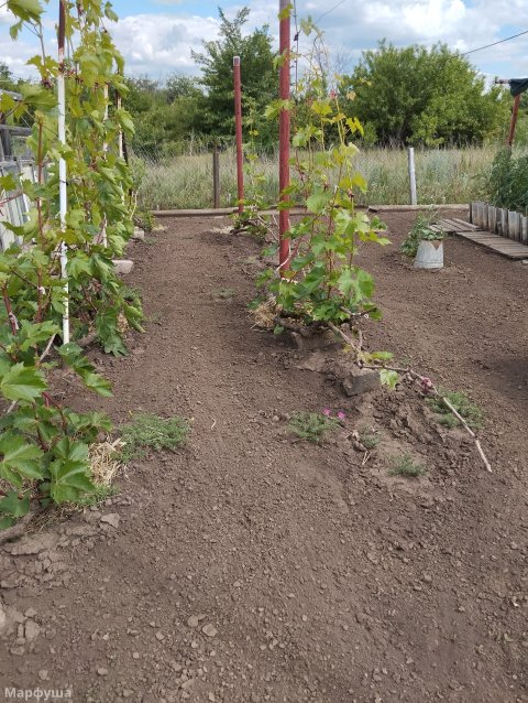 Продам дачный участок СНТ ОЗЕРНОЕ