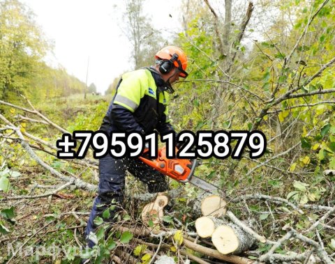 Спил деревьев. Обрезка веток Луганск ЛНР цена лояльная