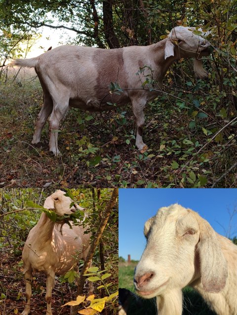 Продаётся англонубийская коза 50%