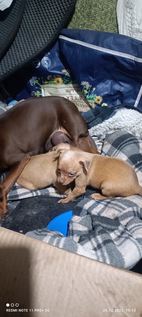 Щенки той терьера 1